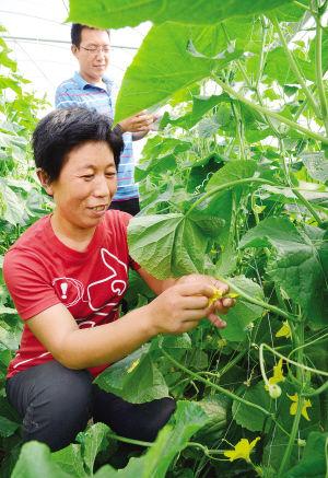 把引进培育推广农业新品种,新技术和新设备作为科技强农的重要手段